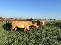 Cheval, Bashkir horse — photo 1