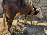 母牛, Cattle — 照片 2