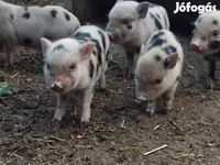 Boar, Pigs — photo 3