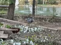 Guinea fowl — 写真 2