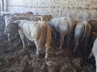 Бик, Charolais cattle — фото 1
