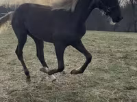 Cheval, Rocky Mountain Horse — photo 2