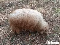 Schaf, Racka sheep — Foto 1