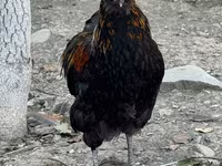 Ameraucana — Foto 1