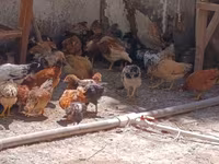 Gallina checa dorada veteada — foto 1