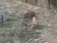 नर सूअर, सूअर — फ़ोटो 4