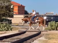 घोड़ा, American paint horse — फ़ोटो 4