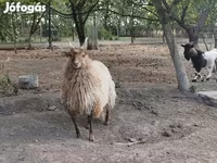 كبش, Racka sheep — الصورة 2