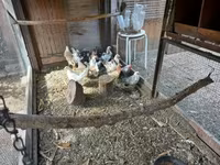 Holandský bantam — foto 5