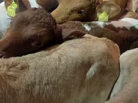 Bulle, Simmental cattle — Foto 5