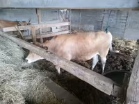 Vaca, Aubrac cattle — foto 4