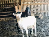تيس, Kamori goats — الصورة 1