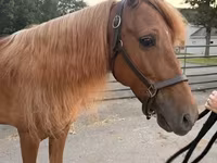 Cheval, Rocky Mountain Horse — photo 1