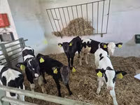 Touro, Russian Black pied cattle — foto 2