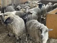 公羊, White Suffolk sheep — 照片 3