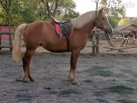 Mare, Haflinger — photo 4
