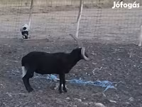 公羊, Shetland sheep — 照片 7