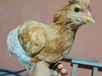 Chickens — photo 4
