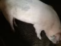 Boar, Крупная белая — photo 3