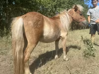 At, Indian half-bred — foto 6