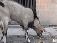 Ziegenbock, Nubian Goat — Foto 2