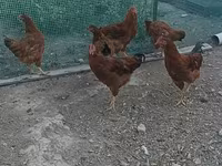 Rhode Island Red — foto 1