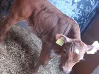 Skot (série, pohlaví neuvedeno), Simmental cattle — foto 2