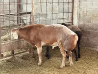 Bélier, Moutons — photo 1