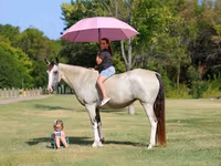 Stute, Skyros Pony — Foto 1