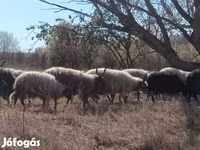 Schaf, Racka sheep — Foto 2
