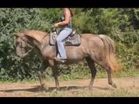 Klisna, Kentucky mountain daddle horse — foto 4