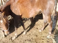 Stute, French Trotter — Foto 2