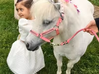 母马, Miniature horse — 照片 5