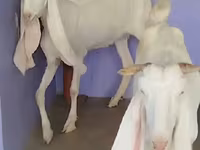 عنزة, Gulabi goats — الصورة 3