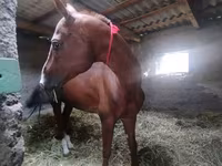 Horse (M), Akhal-Teke — photo 4