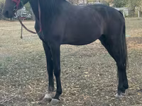 Caballo, Orlov Trotter — foto 3