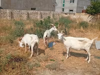 母山羊, Saanen goat — 照片 5