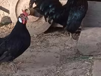Bantam — Foto 2