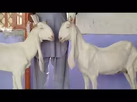 Cabra, Gulabi goats — foto 5