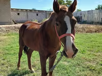 Cheval, Vladimir heavy draft — photo 1