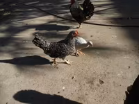 Guinea fowl — 写真 2