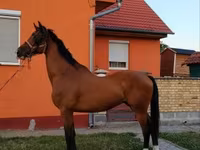 Kůň, Dutch warmblood horse — foto 6
