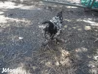 Chickens — foto 5
