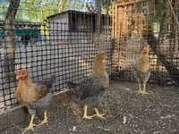 Chickens — Foto 1