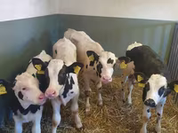 Touro, Raça Holstein — foto 1