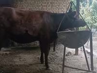 Krava, Kalmycké plemeno — foto 7