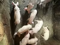 मादा सूअर, Датский ландрас — फ़ोटो 3