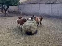 公羊, Cameroon sheep — 照片 4