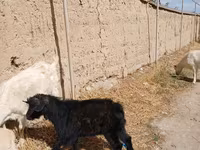 公山羊, Goats — 照片 4