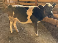 Cow, Belgian Blue — photo 5